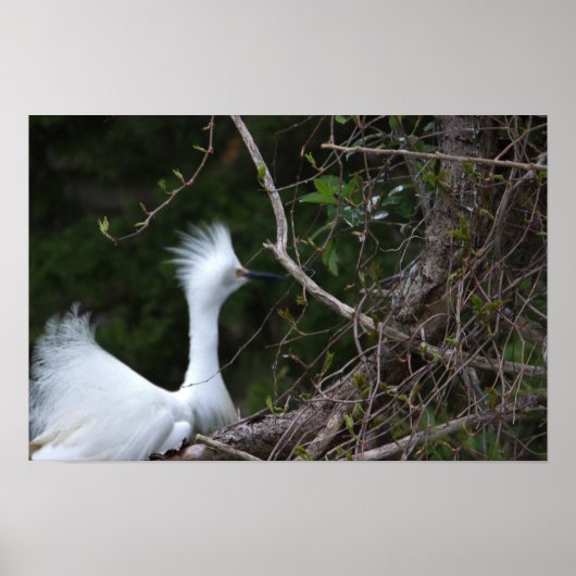 Snowy Egret Foto Poster (Voorkant)