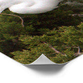 Snowy Egret Foto Poster (Hoek)