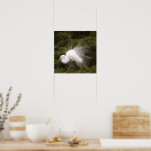 Snowy Egret Foto Poster (Keuken)