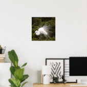 Snowy Egret Foto Poster (Thuiskantoor)