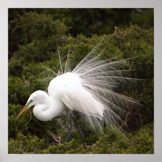 Snowy Egret Foto Poster (Voorkant)