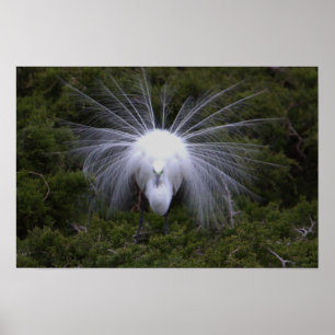 Snowy Egret Foto Poster