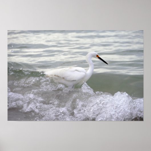 Snowy Egret in het Surf Poster (Voorkant)