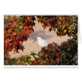 Snowy egret in the  Fall color (Voorkant Horizontaal)