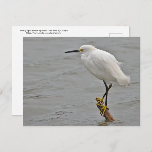 Snowy Egret is tegen een koude wind gekraakt Briefkaart (Voorkant / Achterkant)