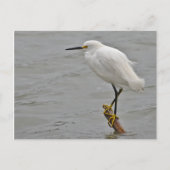 Snowy Egret is tegen een koude wind gekraakt Briefkaart (Voorkant)