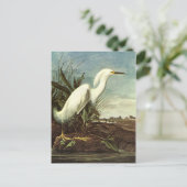 Snowy Egret, John James Audubon Briefkaart (Staand voorkant)