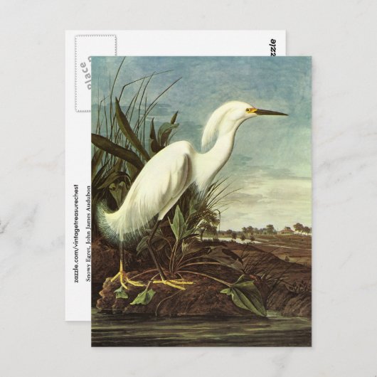 Snowy Egret, John James Audubon Briefkaart (Voorkant / Achterkant)