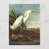 Snowy Egret, John James Audubon Briefkaart (Voorkant)
