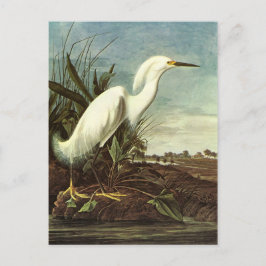Snowy Egret, John James Audubon Briefkaart
