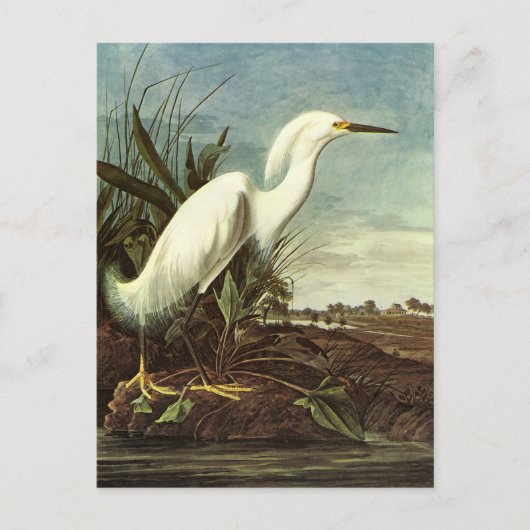 Snowy Egret, John James Audubon Briefkaart (Voorkant)