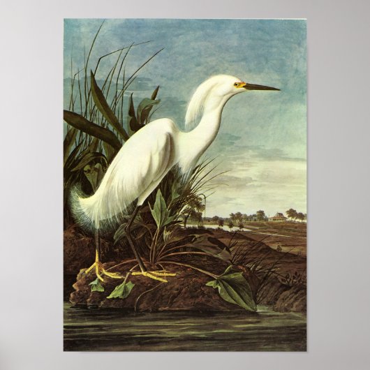 Snowy Egret, John James Audubon Poster (Voorkant)