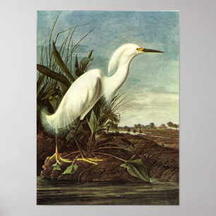 Snowy Egret, John James Audubon Poster