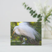 Snowy Egret met Baby Briefkaart (Staand voorkant)