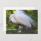 Snowy Egret met Baby Briefkaart (Voorkant / Achterkant)