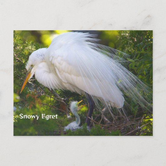 Snowy Egret met Baby Briefkaart (Voorkant)