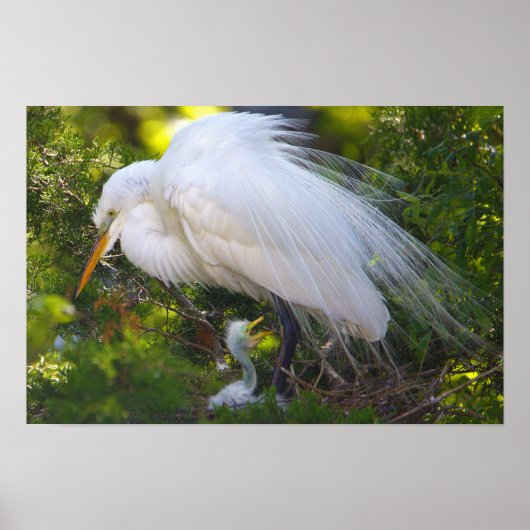 Snowy Egret met Baby Poster (Voorkant)