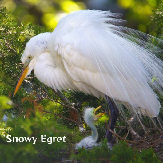 Snowy Egret met Baby Puzzel