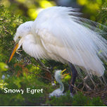 Snowy Egret met Baby Puzzel Legpuzzel<br><div class="desc">Snowy Egret met Baby Puzzel</div>