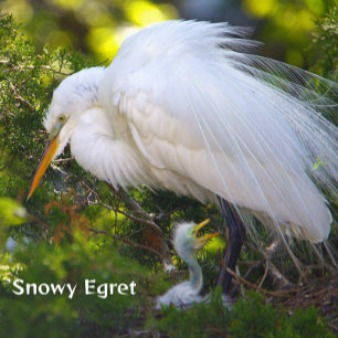 Snowy Egret met Baby Puzzel Legpuzzel