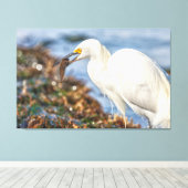 Snowy Egret met vis Canvas Afdruk (Insitu (Houten vloer))