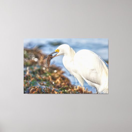 Snowy Egret met vis Canvas Afdruk (Voorkant)