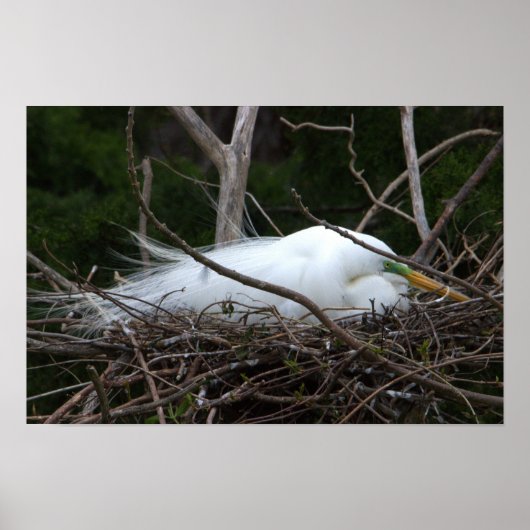 Snowy Egret Nesting Poster (Voorkant)