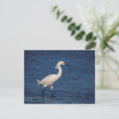 Snowy Egret op Noordstrand Briefkaart (Staand voorkant)