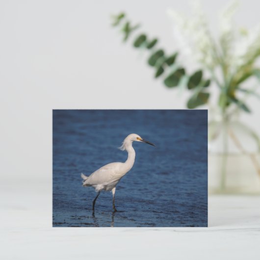 Snowy Egret op Noordstrand Briefkaart (Staand voorkant)