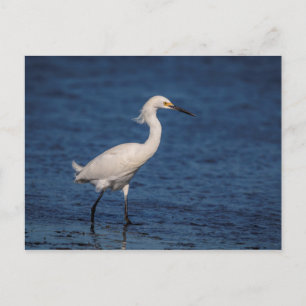 Snowy Egret op Noordstrand Briefkaart