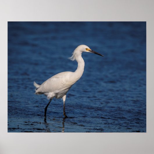 Snowy Egret op Noordstrand Poster (Voorkant)