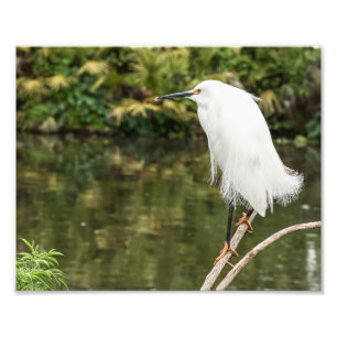 Snowy Egret Photography Print Foto Afdruk