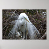 Snowy Egret Poster (Voorkant)