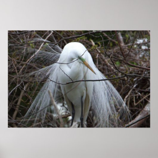 Snowy Egret Poster (Voorkant)