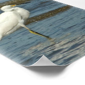 Snowy Egret Poster (Hoek)