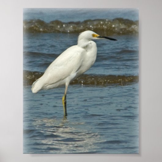 Snowy Egret Poster (Voorkant)
