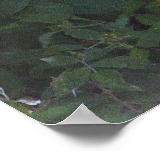 Snowy Egret Poster (Hoek)