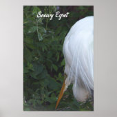 Snowy Egret Poster (Voorkant)