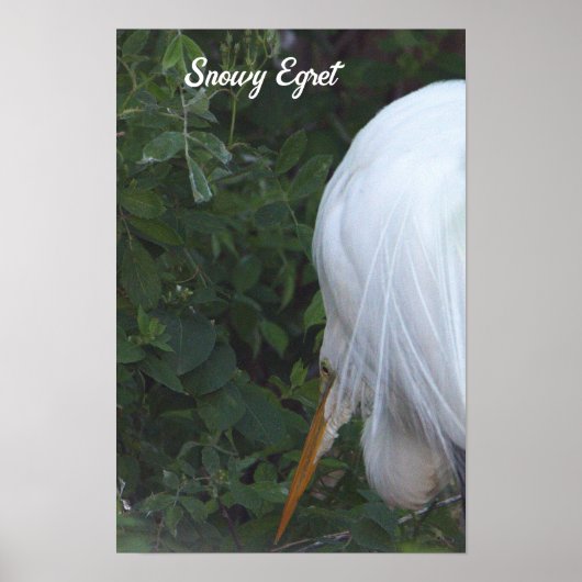 Snowy Egret Poster (Voorkant)