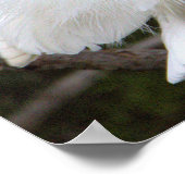 Snowy Egret Poster (Hoek)