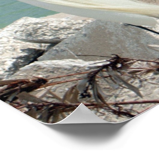 Snowy Egret Poster (Hoek)