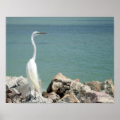 Snowy Egret Poster (Voorkant)