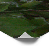 Snowy Egret Poster (Hoek)