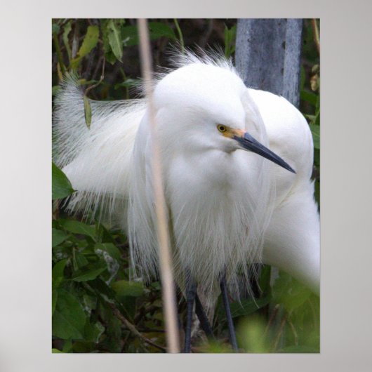 Snowy Egret Poster (Voorkant)