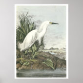 Snowy Egret Poster (Voorkant)