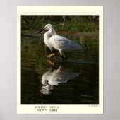 Snowy Egret Print (Voorkant)