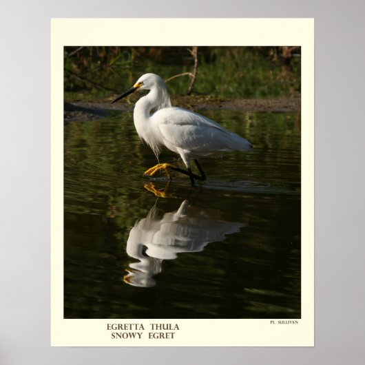 Snowy Egret Print (Voorkant)