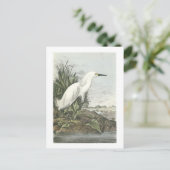 Snowy Egret van Audubon Briefkaart (Staand voorkant)