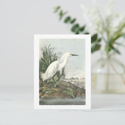 Snowy Egret van Audubon Briefkaart (Staand voorkant)