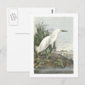 Snowy Egret van Audubon Briefkaart (Voorkant / Achterkant)
